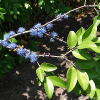 Memecylon umbellatum Burm.f.